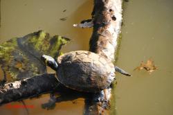 Schildpad.